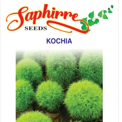 Kochia Plant, Burning Bush - Foliage Plant Seeds