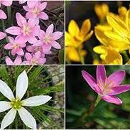 images (1)