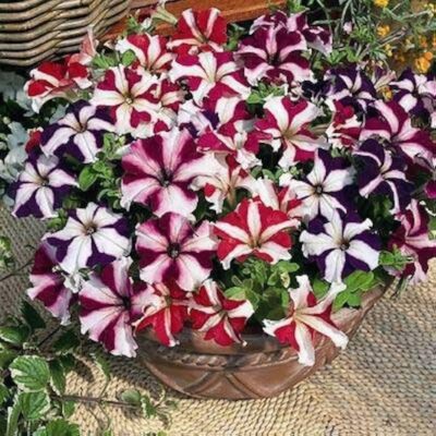 Petunia (Any Color) - Plant - Image 2