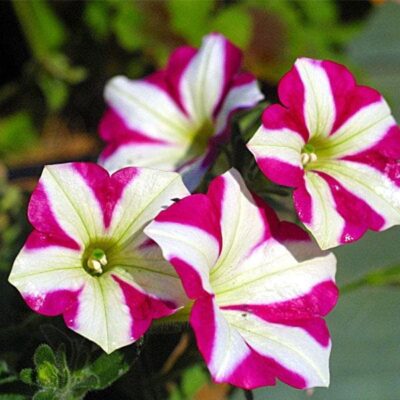 Petunia (Any Color) - Plant